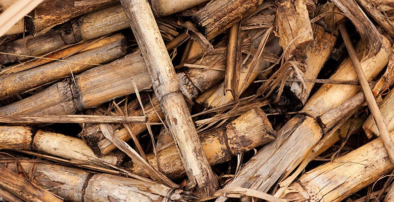Biomass Industry in China: The Future of Energy in China creates new Opportunities